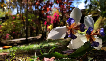 Truchas San Ignacio drink