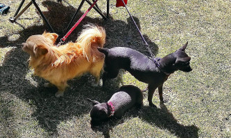 El Rinconcito De La Fresa